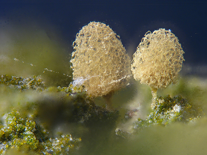 Arcyria (pomiformis ?)